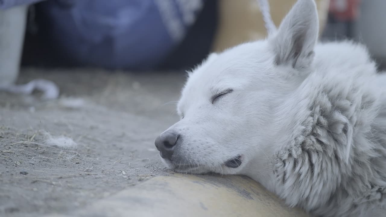 Backdrop – Escondidos