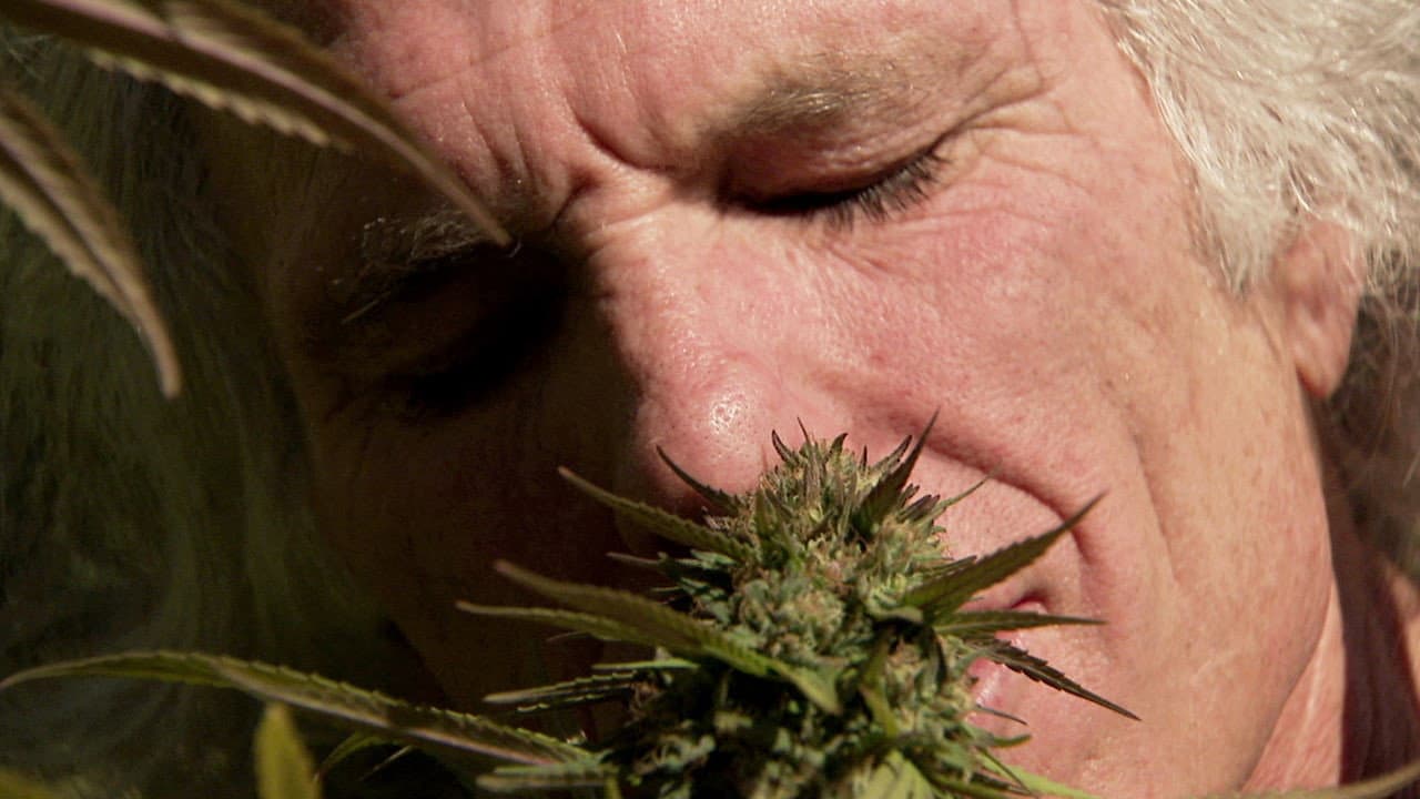 Backdrop – Inside: Medical Marijuana