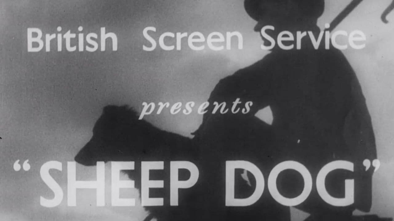 Backdrop – Sheep Dog