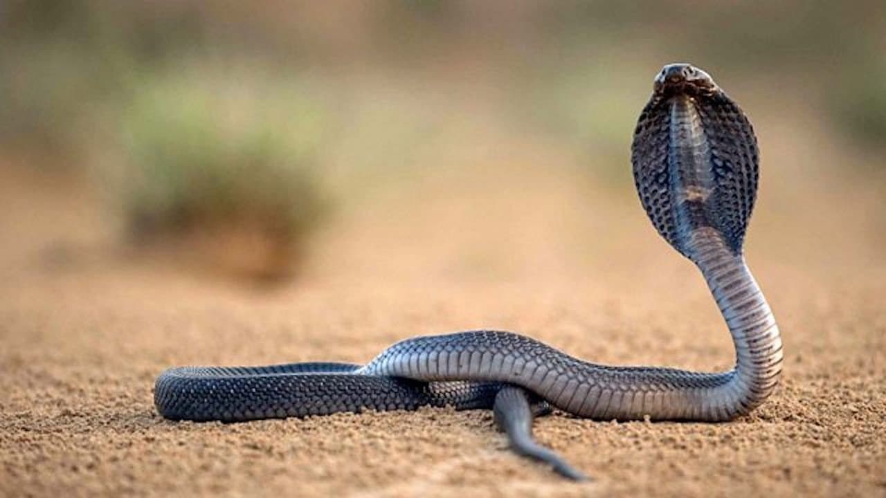 Backdrop – One Million Snake Bites