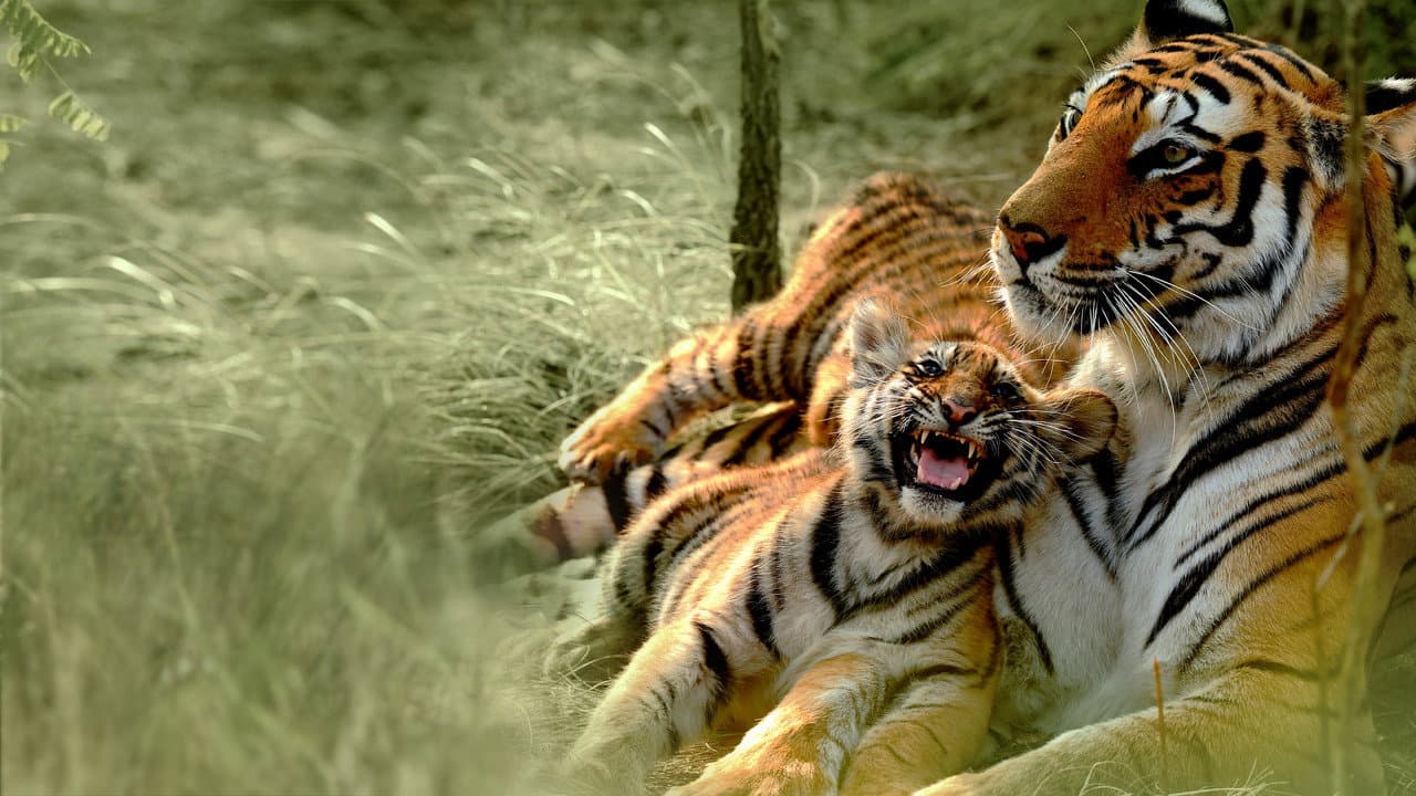 Backdrop – Counting Tigers