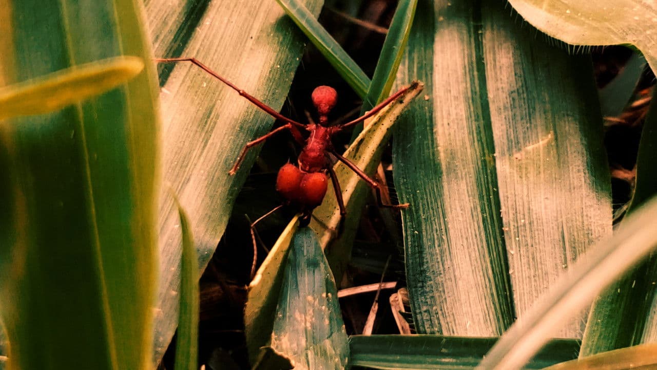 Backdrop – República das Saúvas