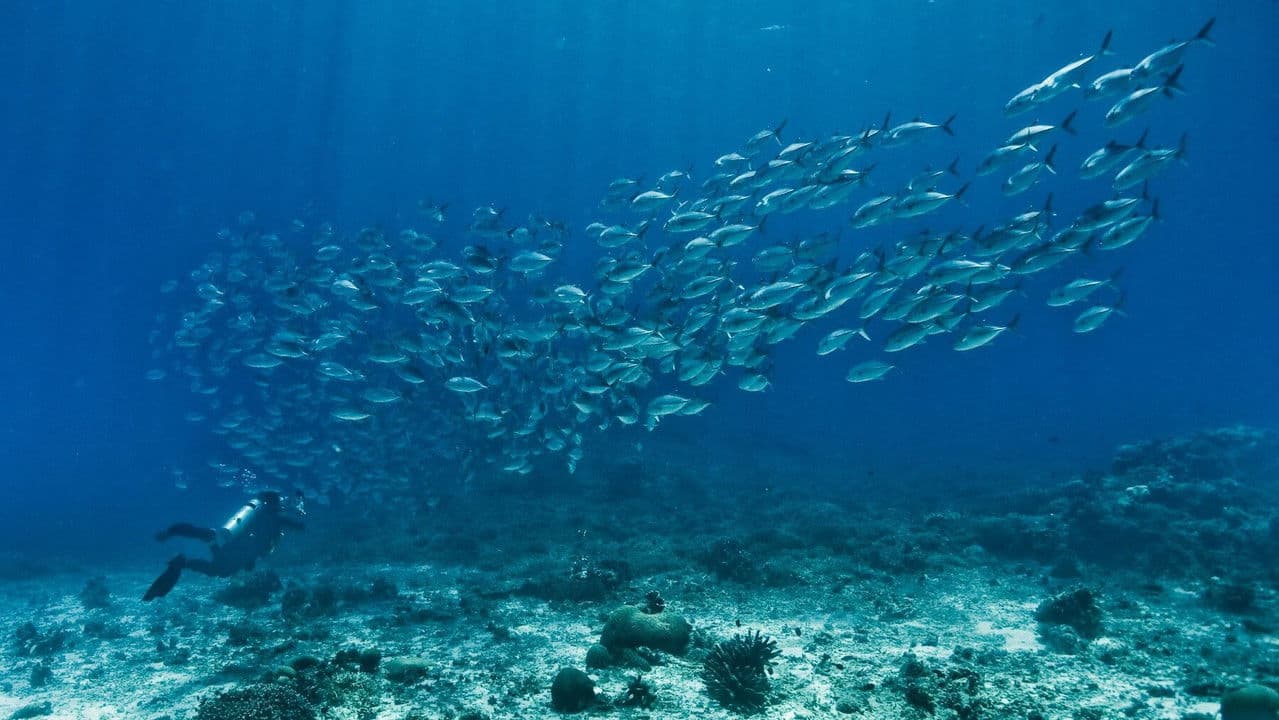 Backdrop – Die Unbequeme Wahrheit über unsere Ozeane