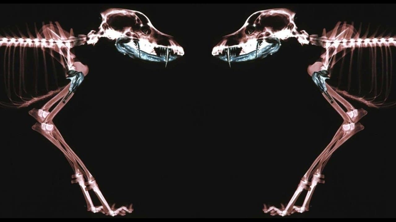 Backdrop – Rottweiler