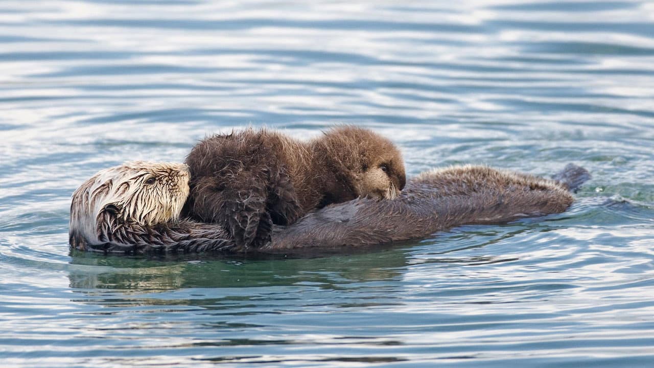 Backdrop – Threatened: The Controversial Struggle of the Southern Sea Otter