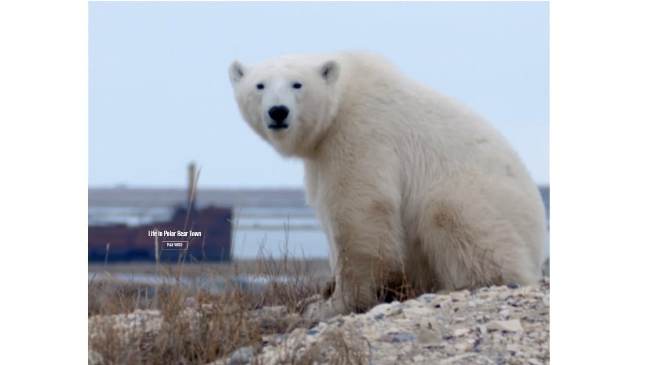 Backdrop – Life in Polar Bear Town with Gordon Buchanan