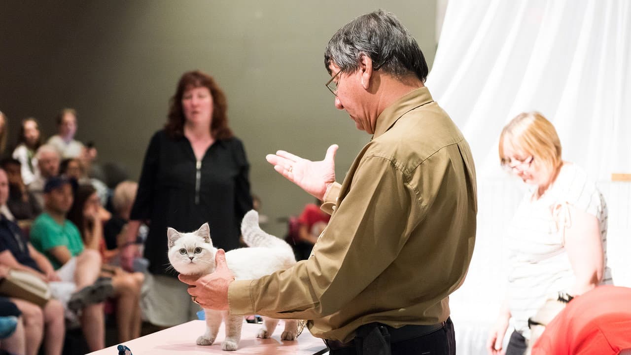 Backdrop – Catwalk: Tales from the Catshow Circuit