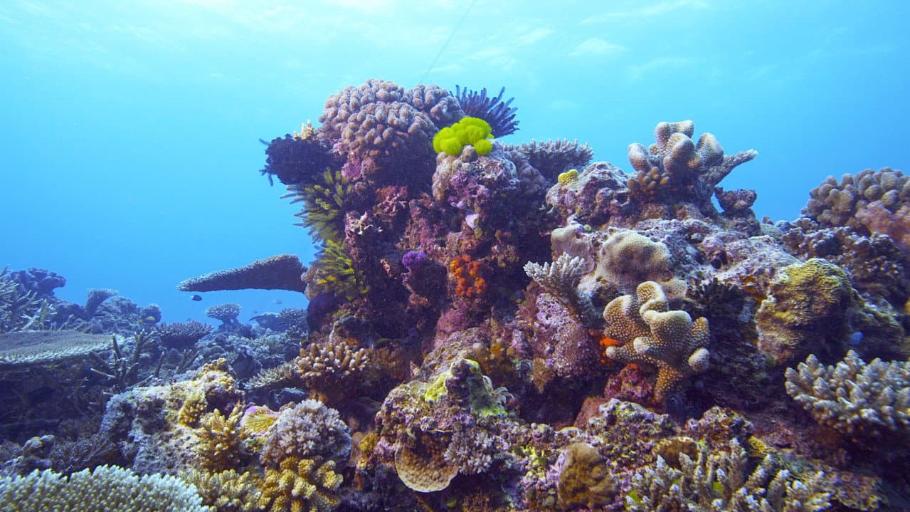 Backdrop – Die Rettung der Korallen