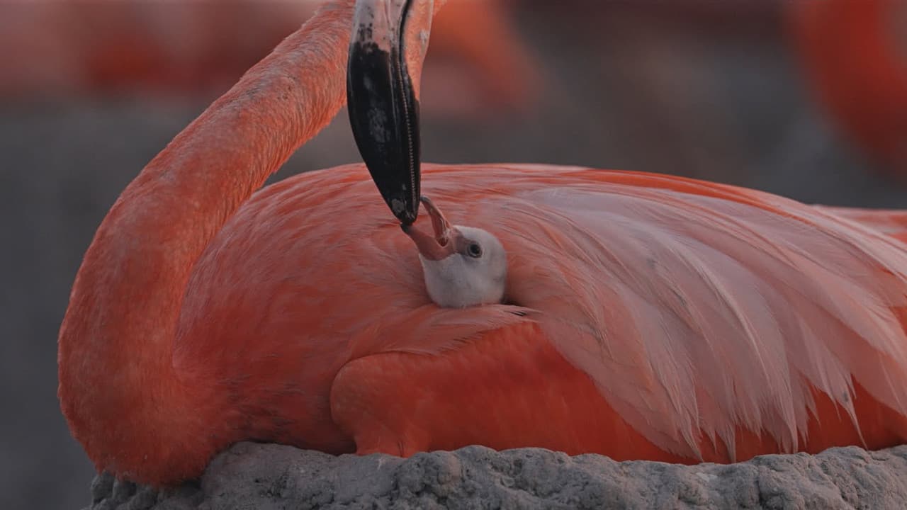 Backdrop – Flamingos: La vida después del meteorito