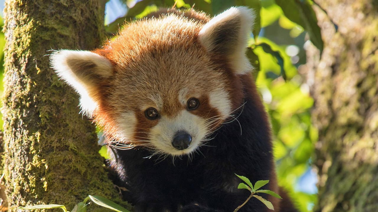Backdrop – Red Panda: World's Cutest Animal