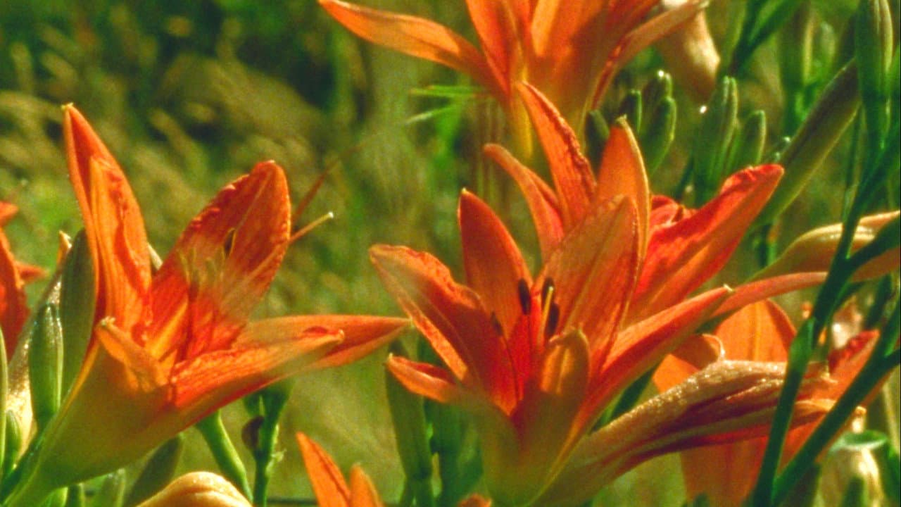 Backdrop – A World of Dew