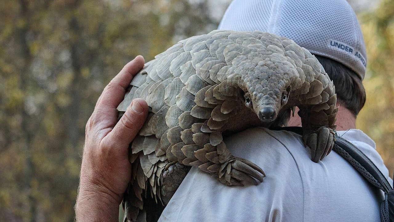 Backdrop – Pangolin: Kulus Weg