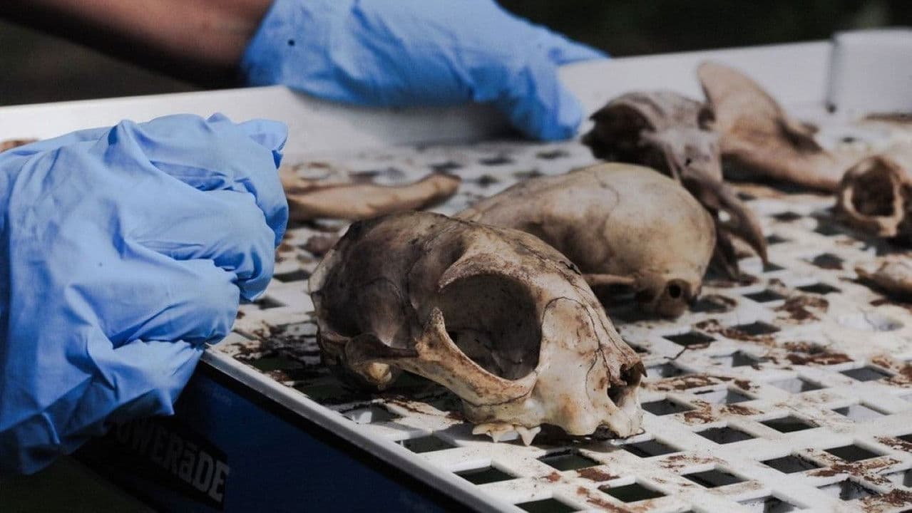 Backdrop – Vulture Culture: Creating Afterlives