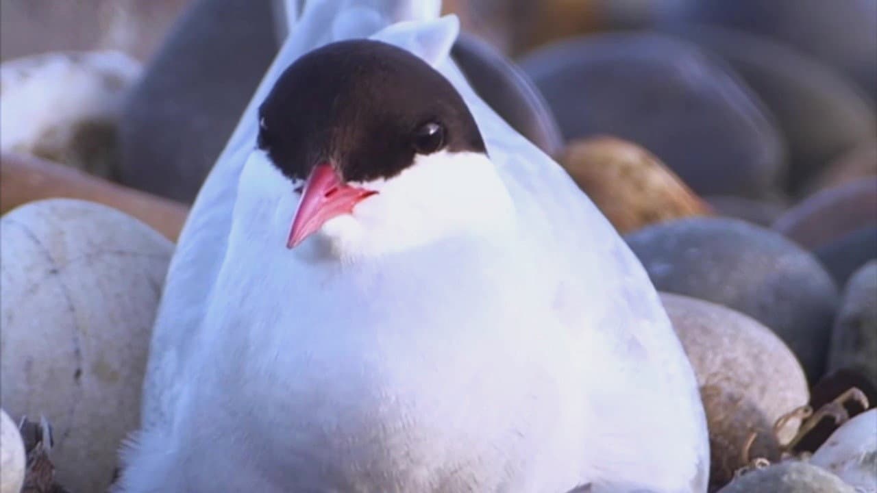 Backdrop – The Isle of Man a Natural World