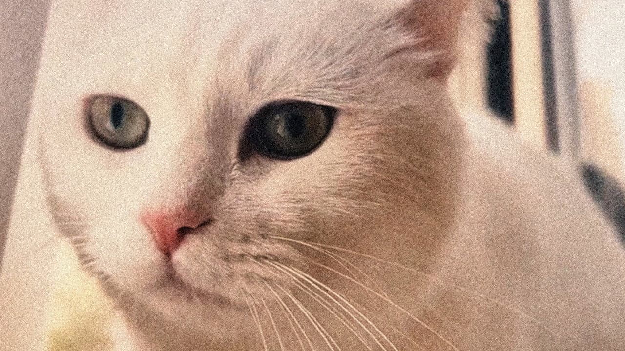 Backdrop – 缺席的猫