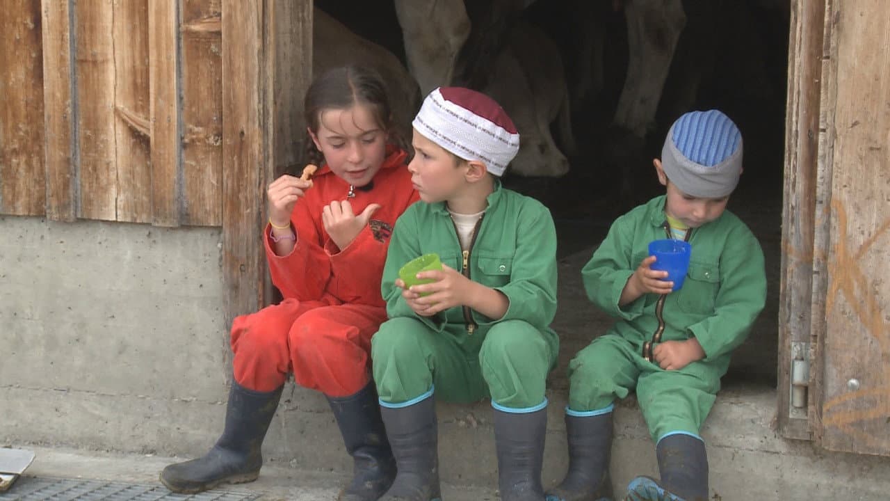 Backdrop – Kühe, Käse und 3 Kinder