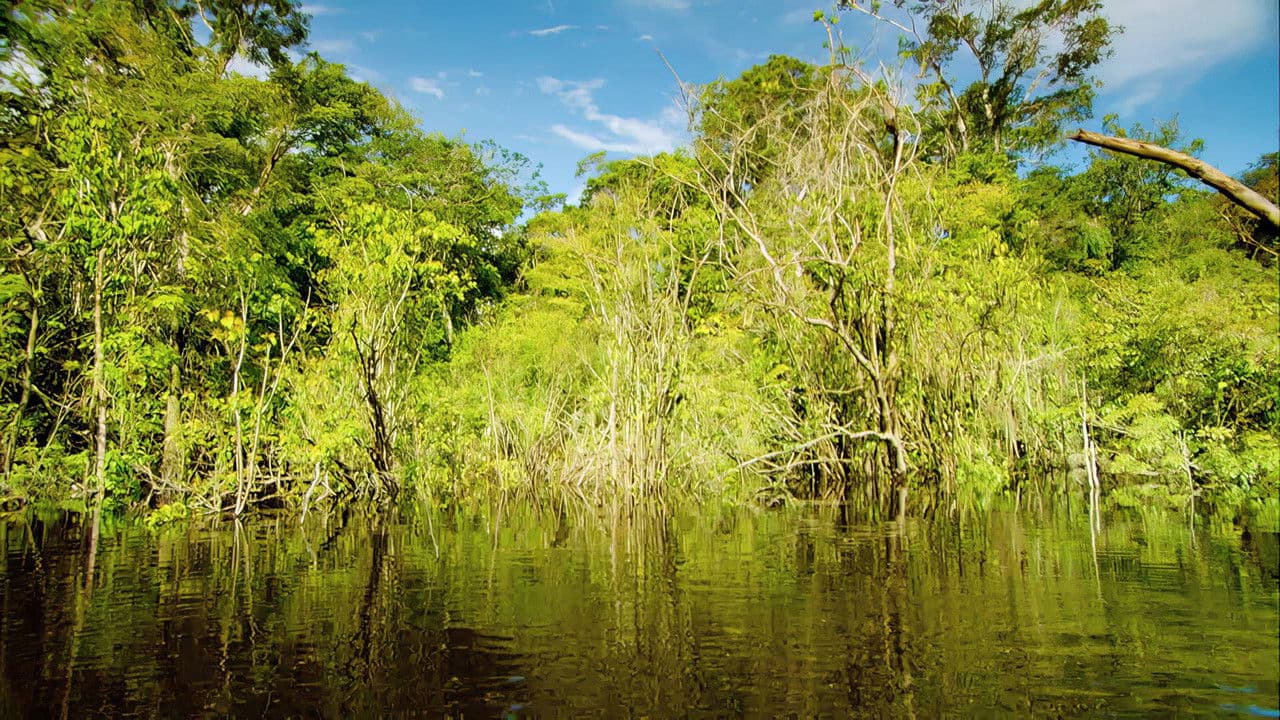 Backdrop – Last Chance to See