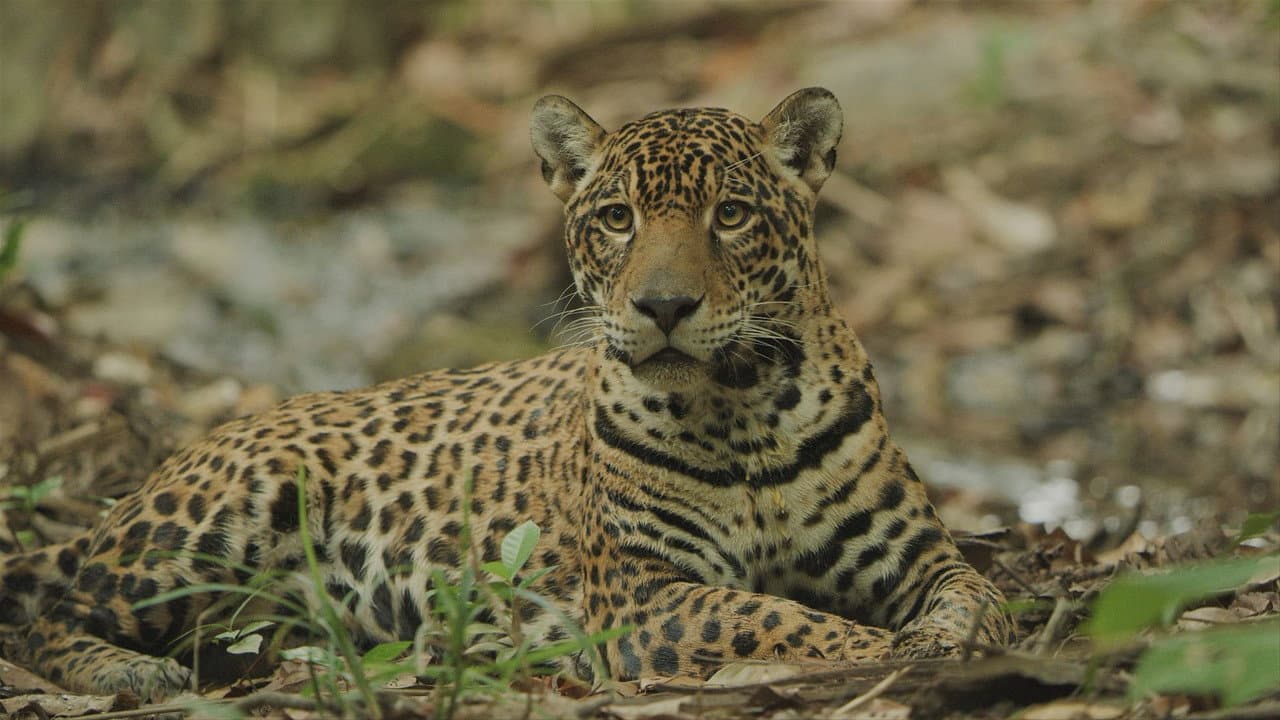 Backdrop – Sur la piste du jaguar au Guyana