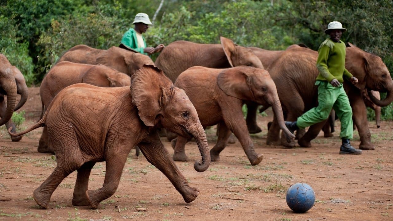 Backdrop – Zurück in die Wildnis