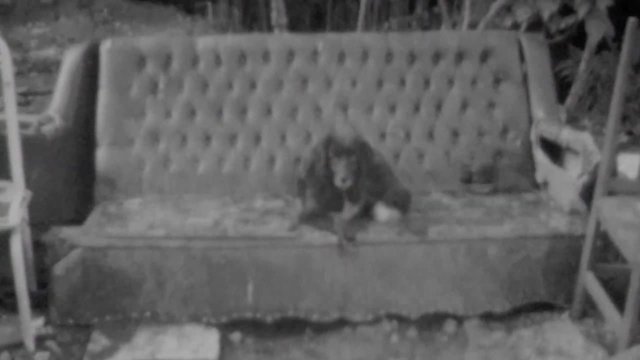 Backdrop – Carrinho de Cão