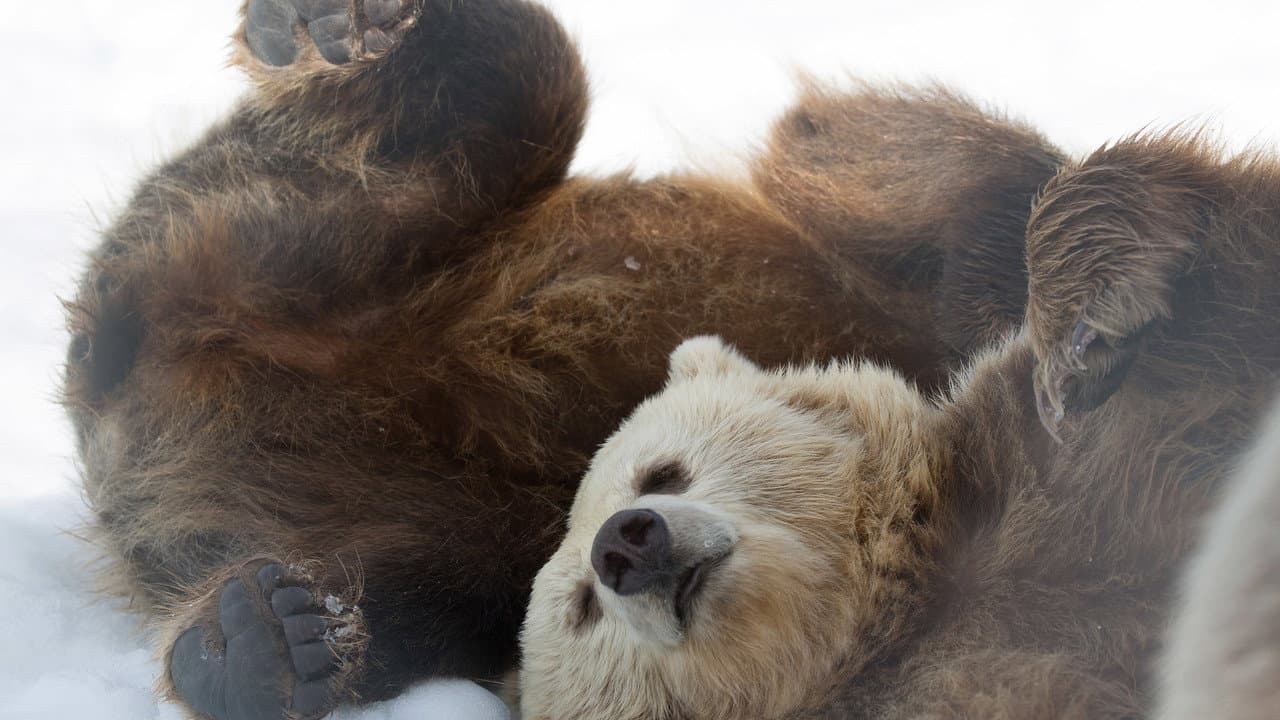 Backdrop – Winter of the Bear
