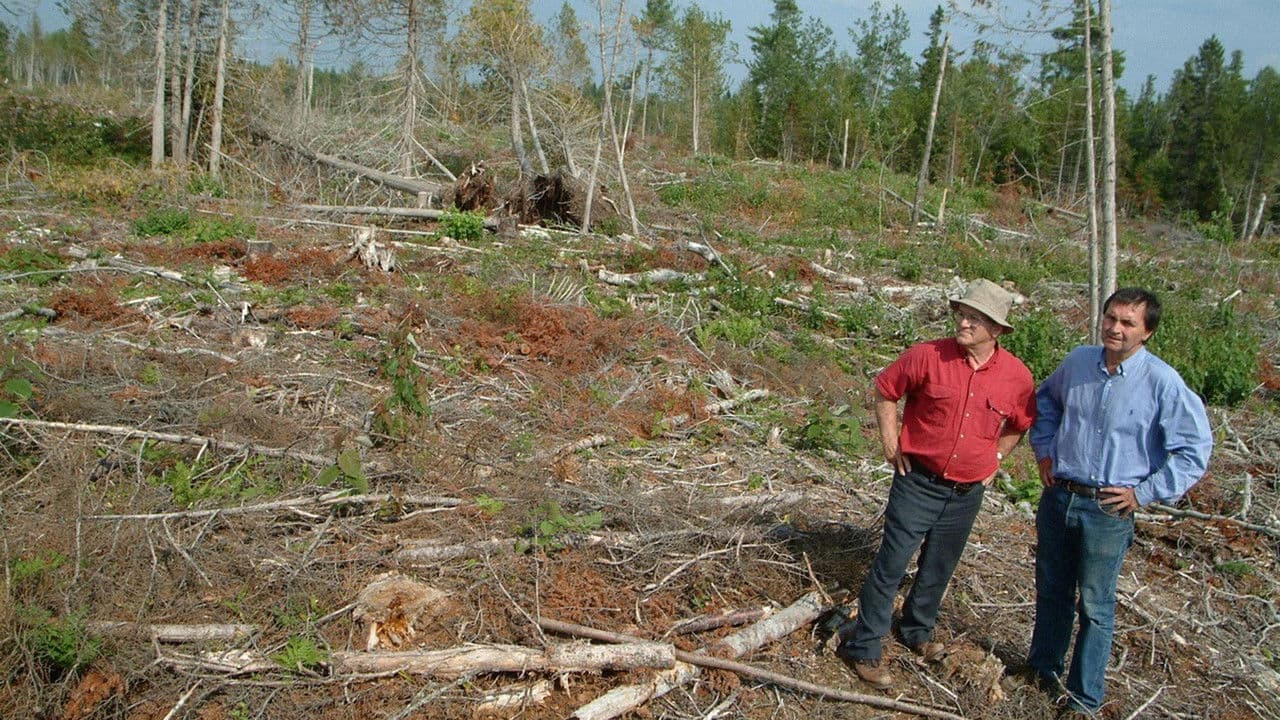 Backdrop – Forbidden Forest