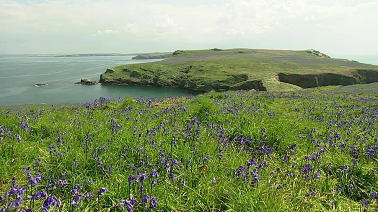 Backdrop – The Rabbits of Skomer