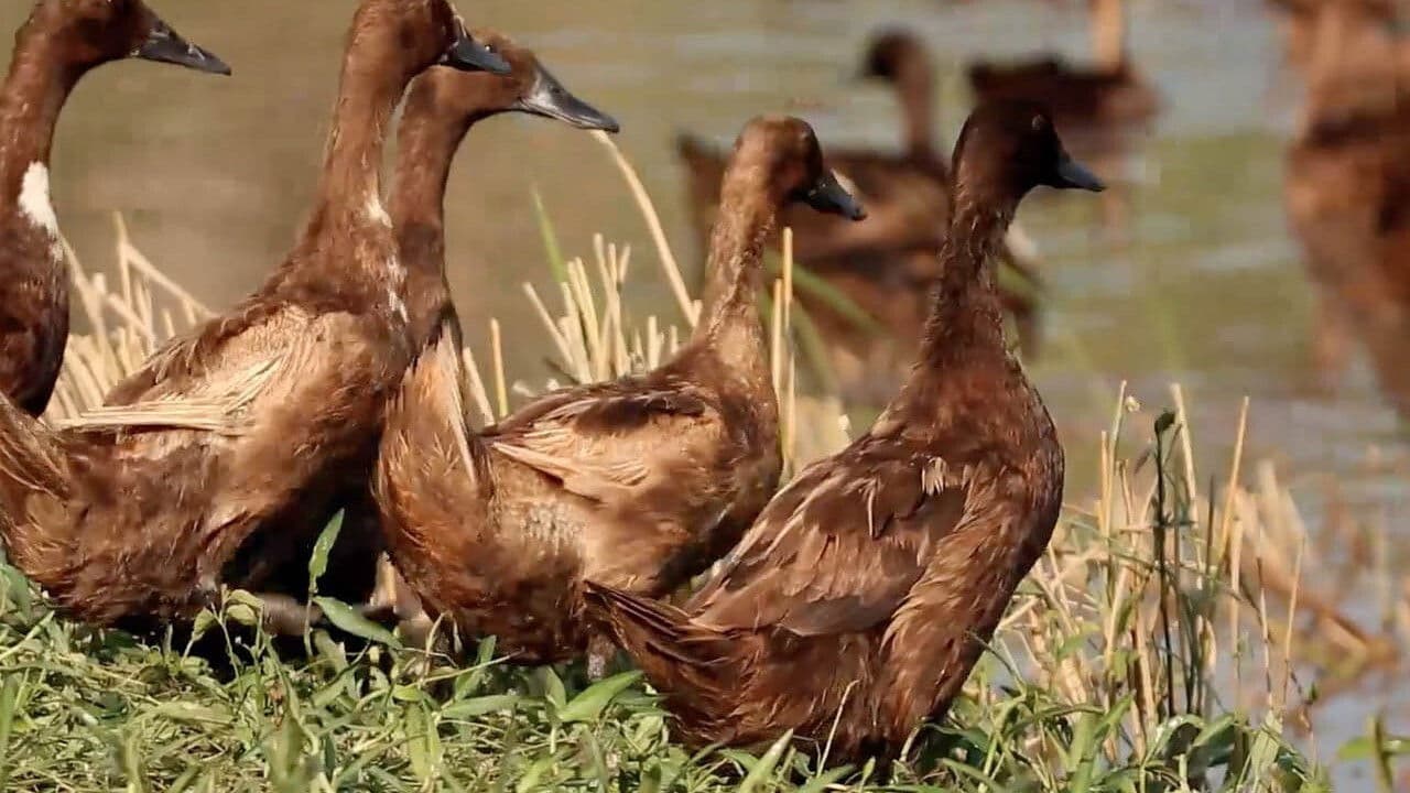 Backdrop – Thailand - Enten auf der Schulbank