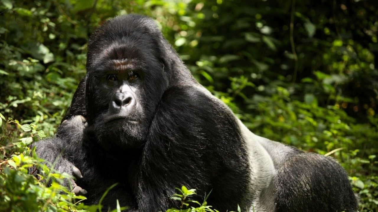 Backdrop – En danger : menaces sur les grands singes