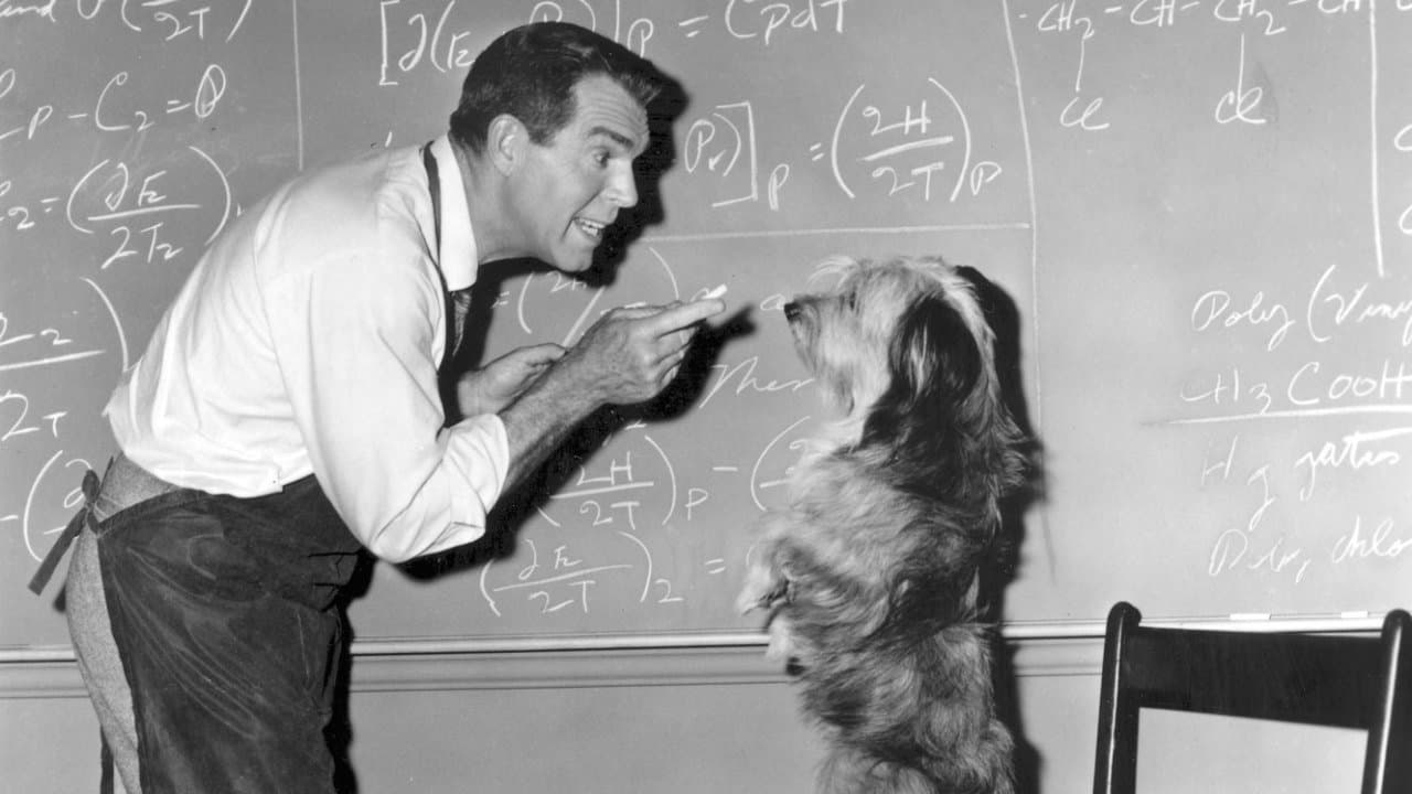 Backdrop – Der fliegende Pauker