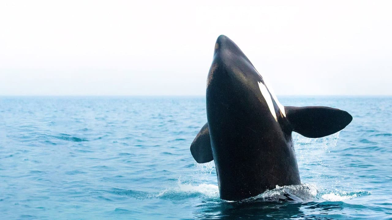Backdrop – Orcas - Vorstoss in die Arktis