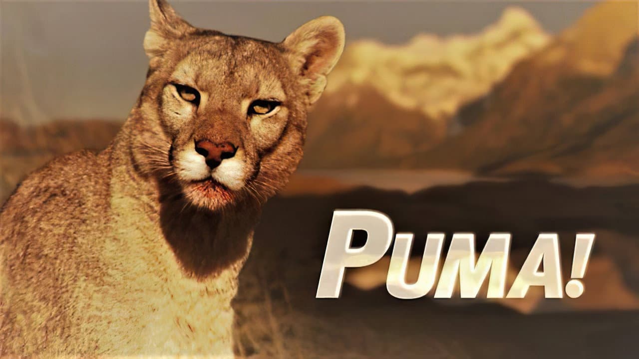 Backdrop – Puma!
