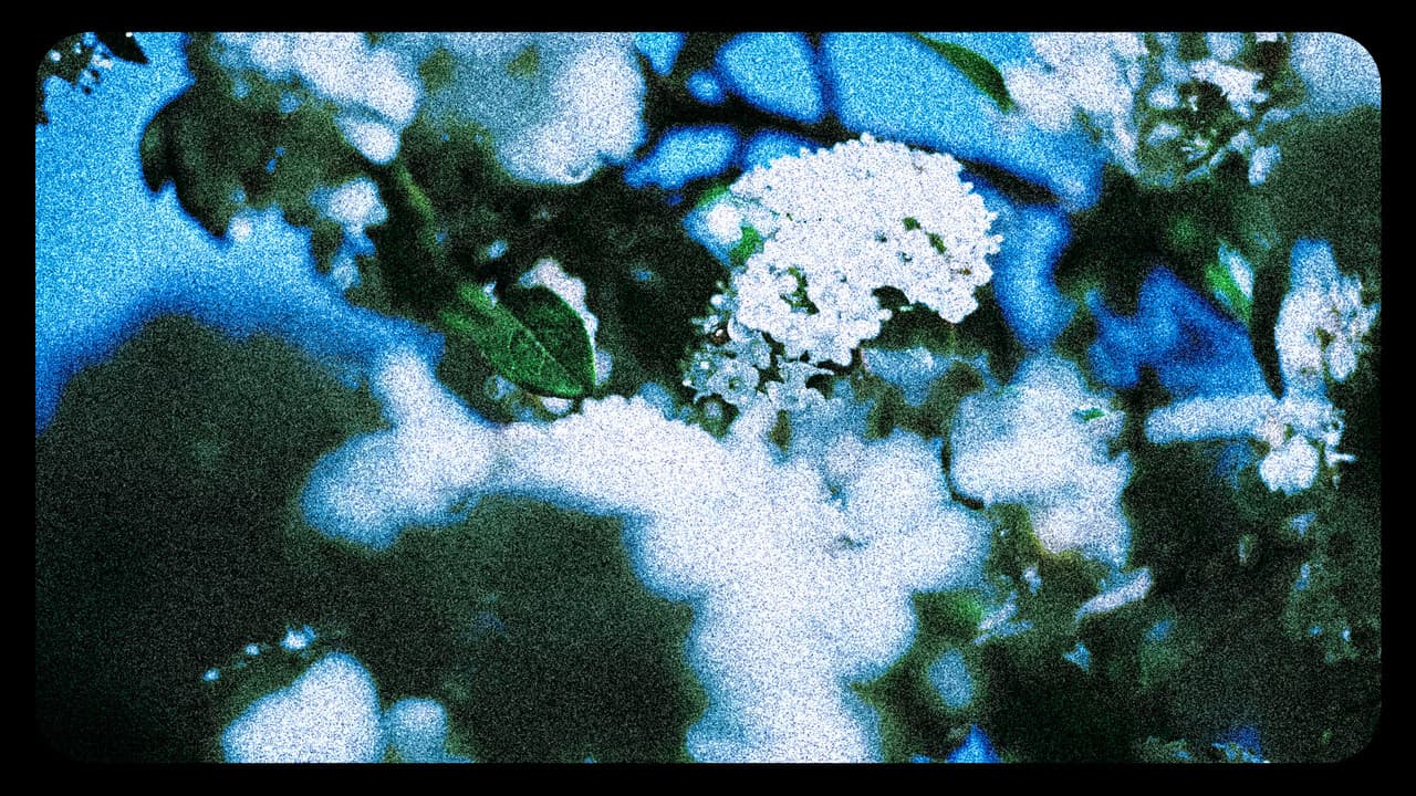 Backdrop – Flores (III)