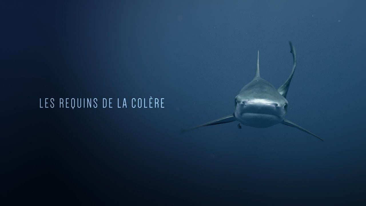 Backdrop – Les Requins de la Colère
