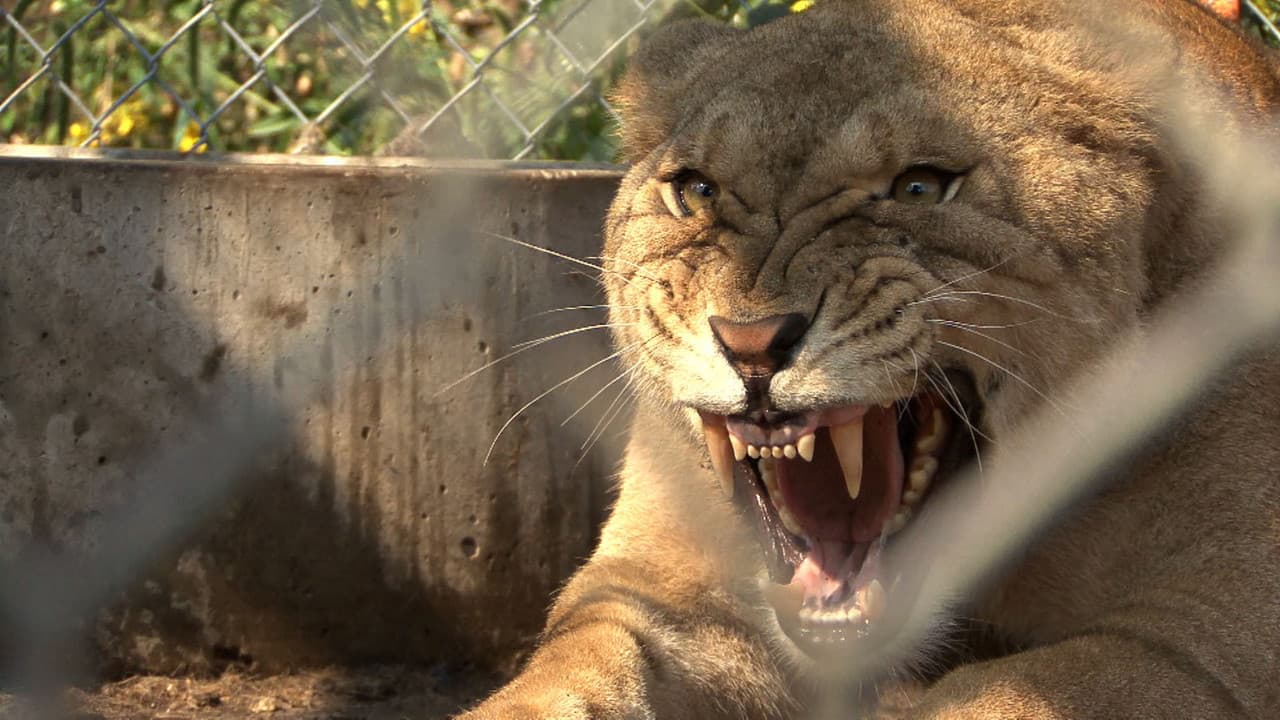 Backdrop – The Elephant in the Living Room