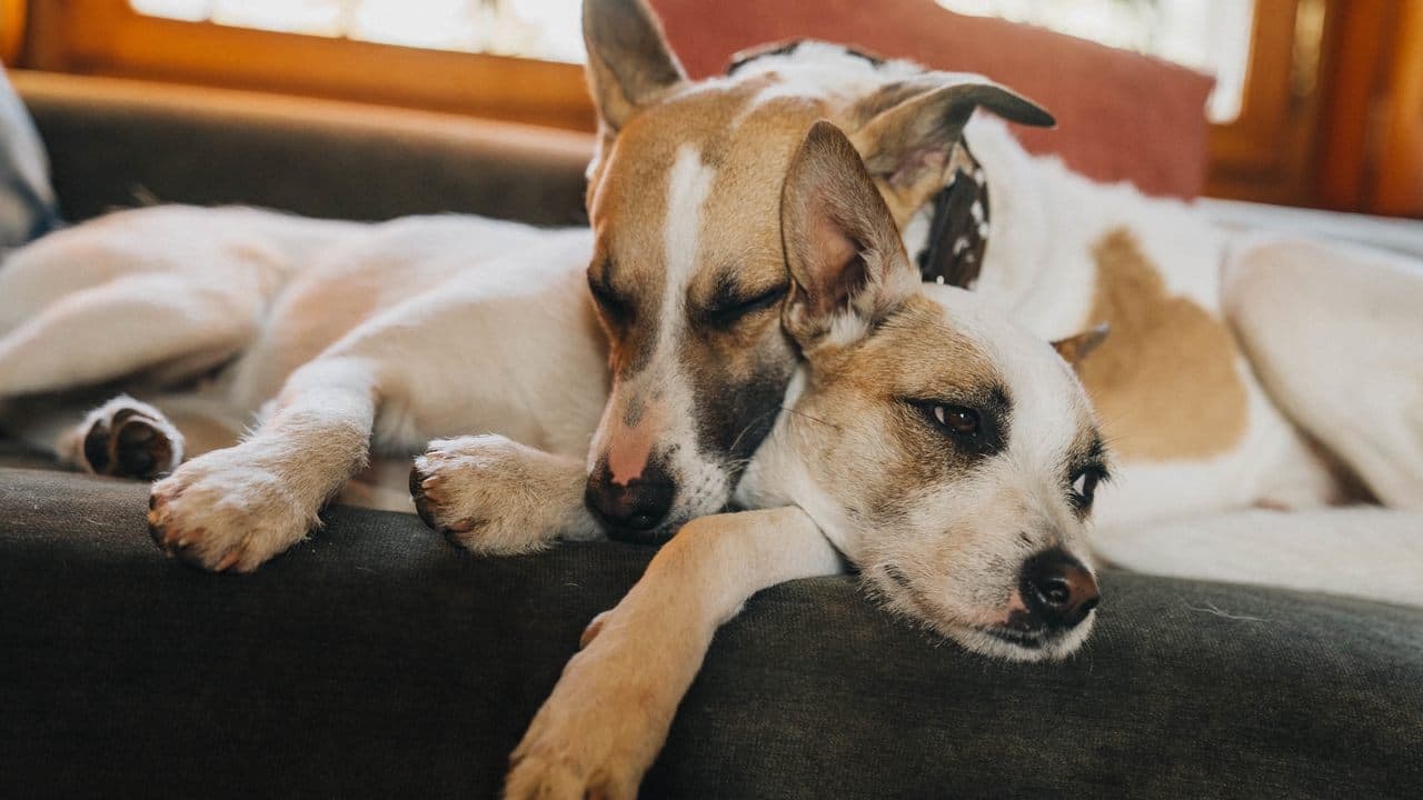 Backdrop – Gump – jsme dvojka