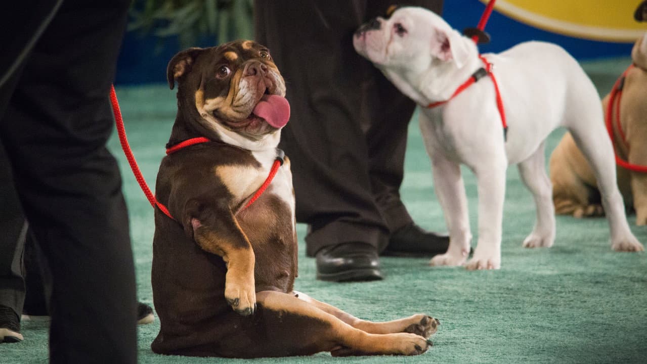 Backdrop – The 2018 American Rescue Dog Show