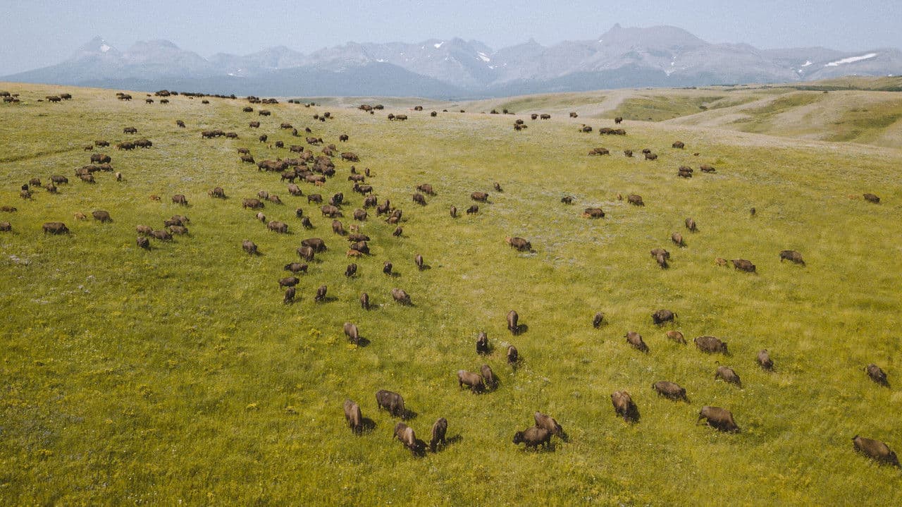 Backdrop – Inhabitants