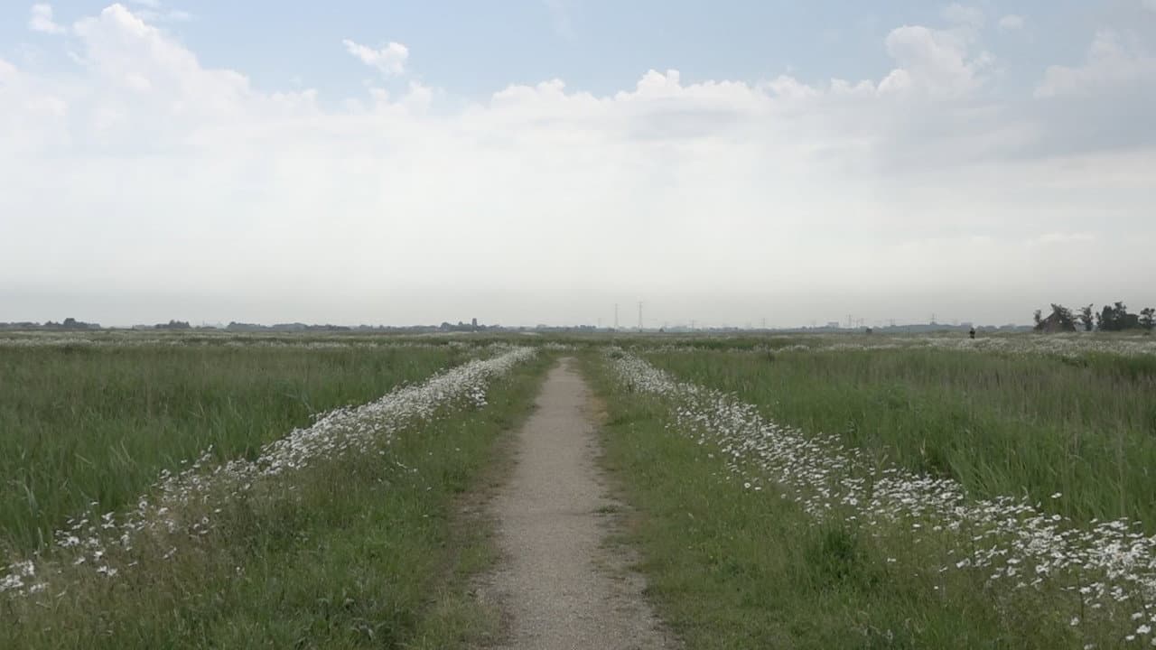 Backdrop – Screaming