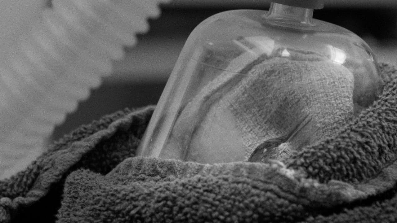 Backdrop – American Wildlife