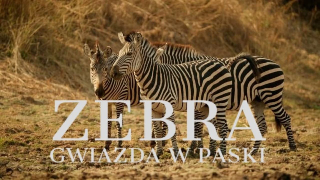 Backdrop – Zebras der Serengeti