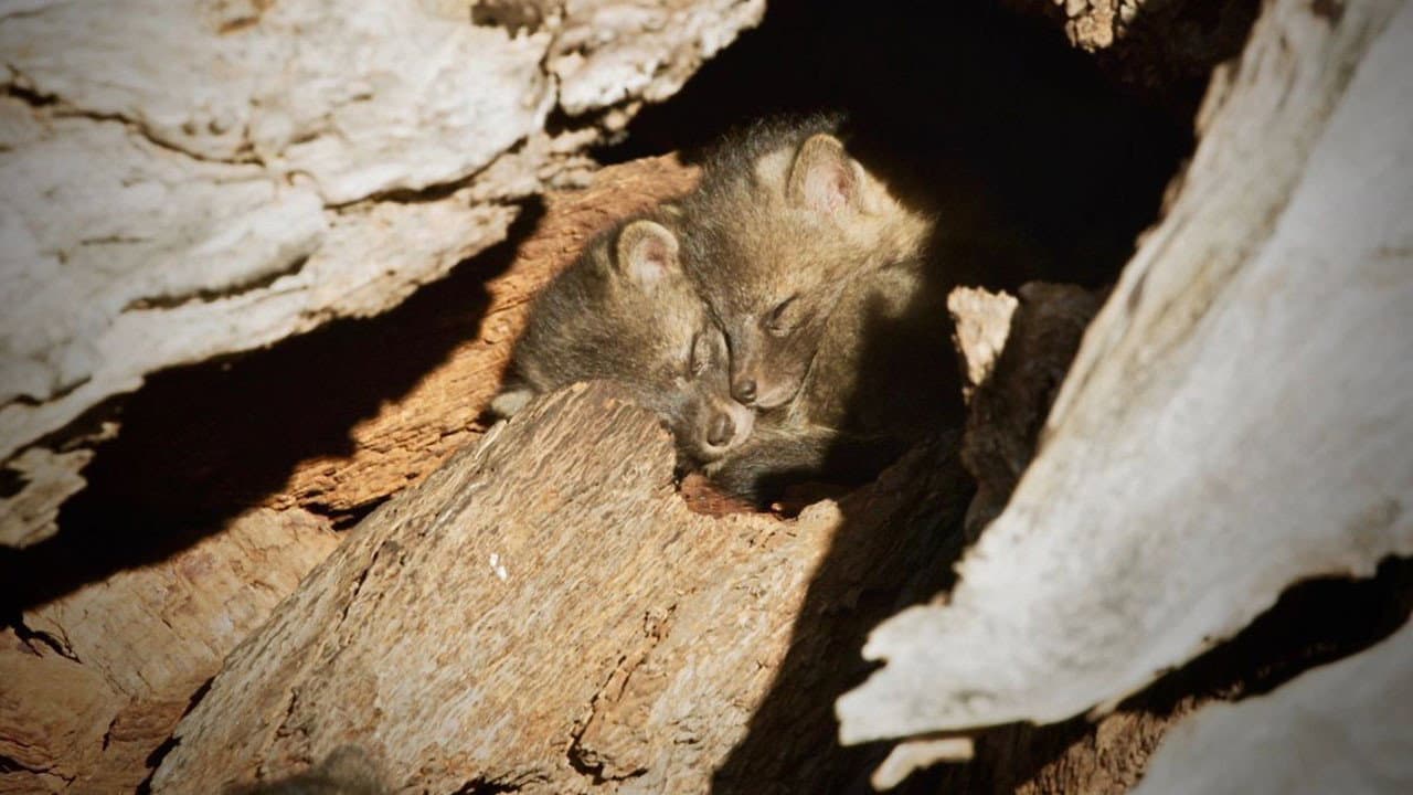 Backdrop – Back from the Brink: Saved from Extinction