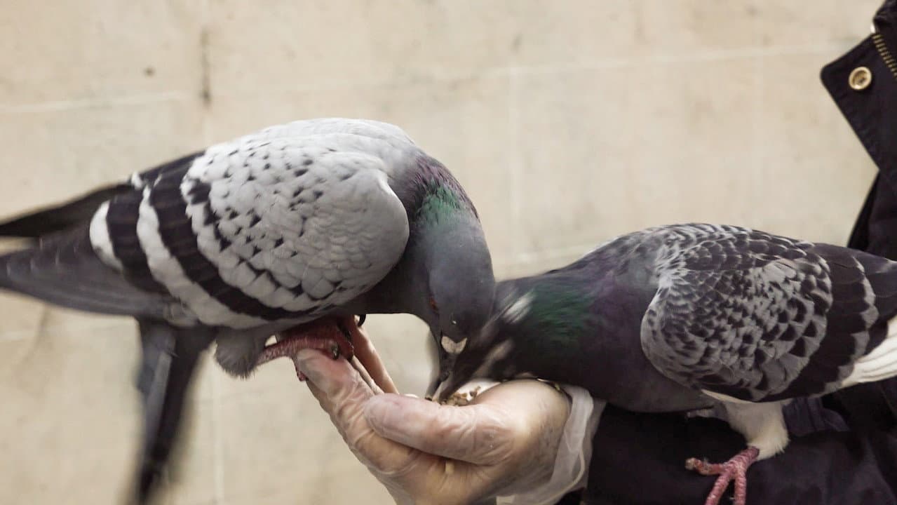 Backdrop – Le pigeon