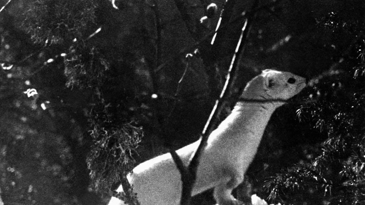 Backdrop – En kluven värld