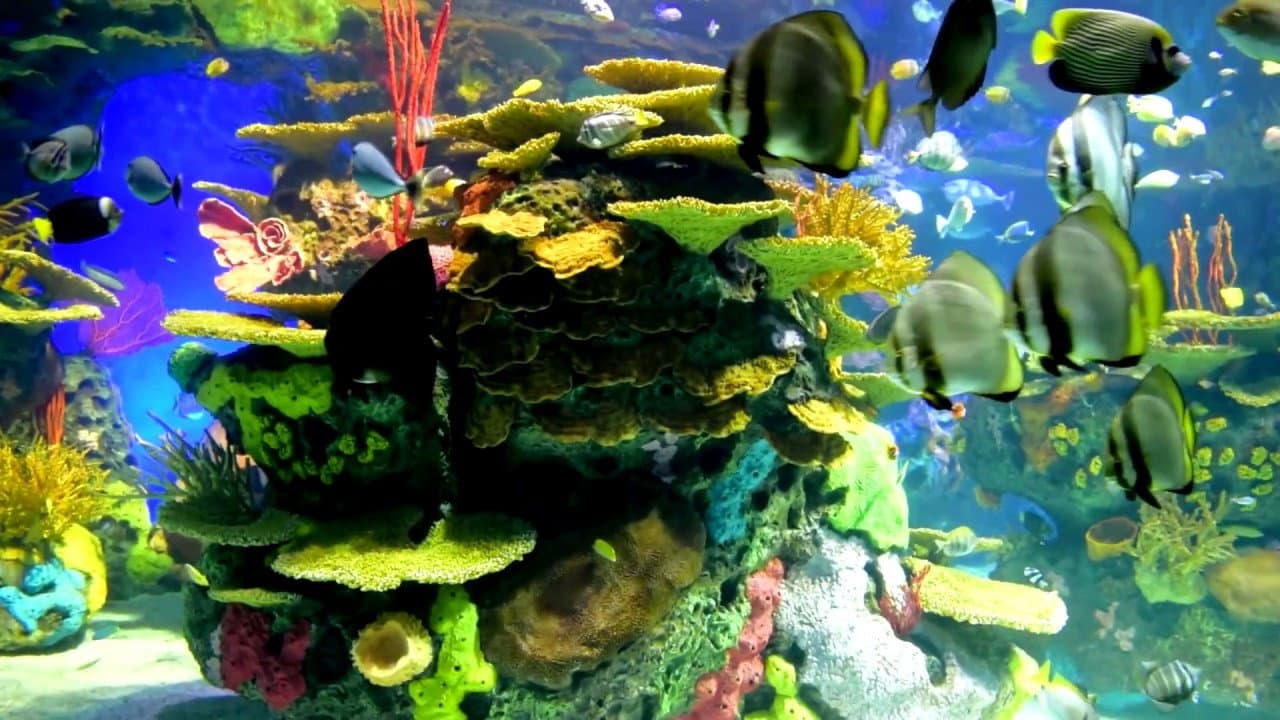Backdrop – Wundervolles Korallenriff mit bunten Fischen