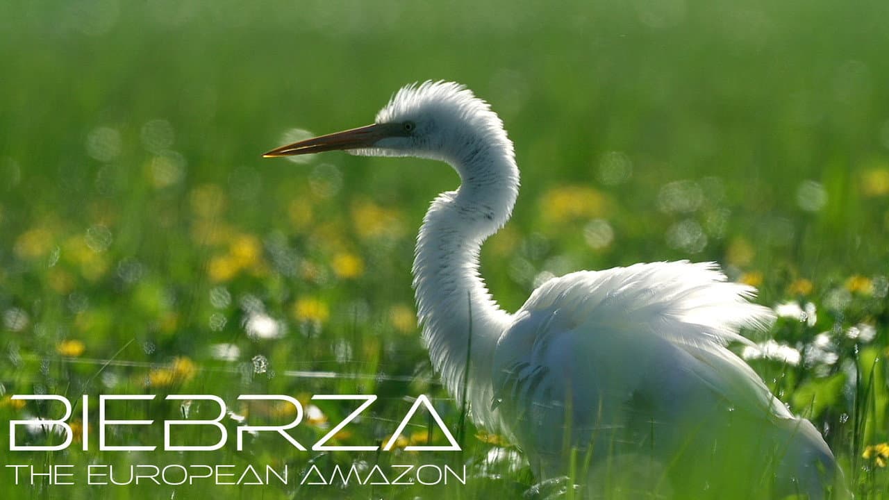 Backdrop – Biebrza. Między jawą a snem
