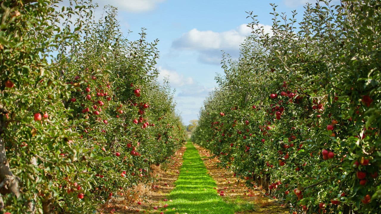 Backdrop – The Apple