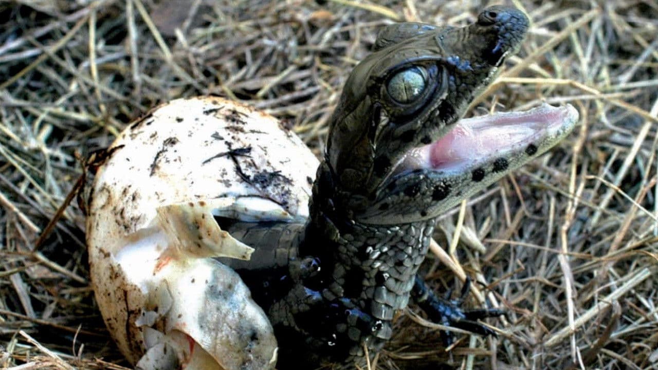 Backdrop – Río de Pájaros Pintados
