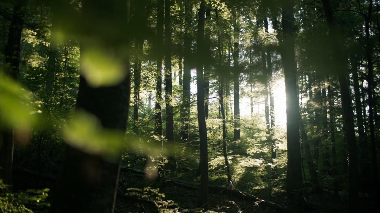 Backdrop – Secrets of the Forest