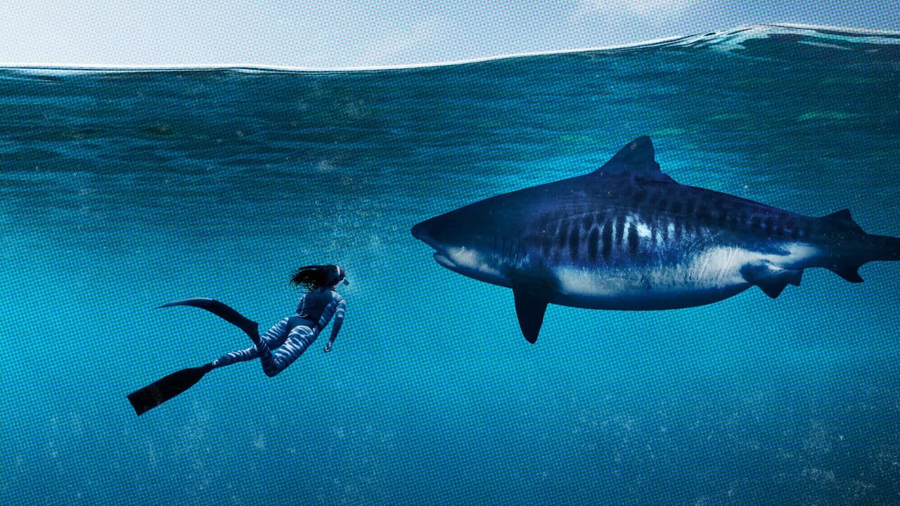 Backdrop – World's Biggest Tiger Shark